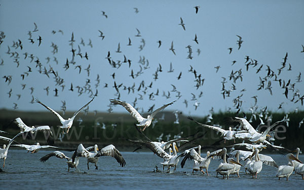 Rosapelikan (Pelecanus onocrotalus)