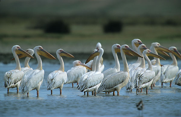 Rosapelikan (Pelecanus onocrotalus)