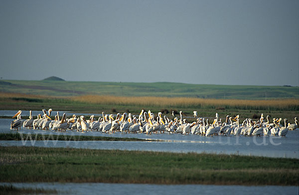 Rosapelikan (Pelecanus onocrotalus)