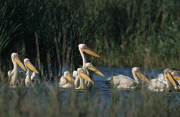 Rosapelikan (Pelecanus onocrotalus)