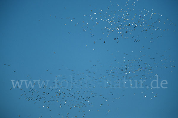 Rosapelikan (Pelecanus onocrotalus)