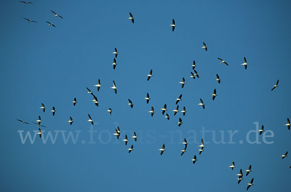 Rosapelikan (Pelecanus onocrotalus)