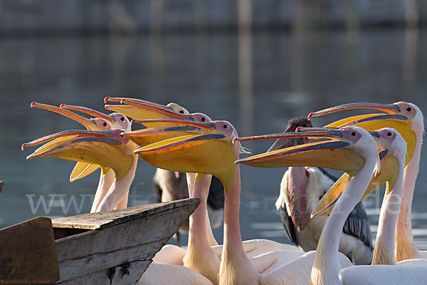 Rosapelikan (Pelecanus onocrotalus)