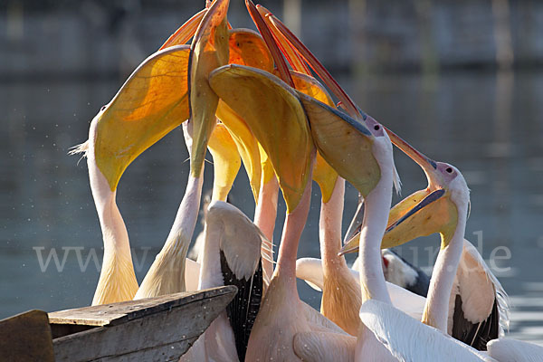 Rosapelikan (Pelecanus onocrotalus)