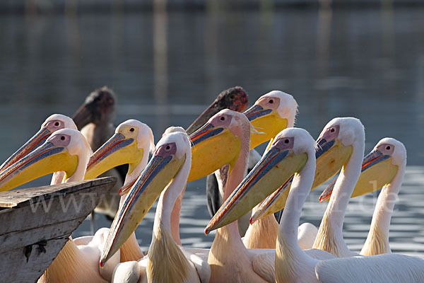 Rosapelikan (Pelecanus onocrotalus)