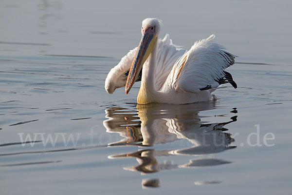 Rosapelikan (Pelecanus onocrotalus)
