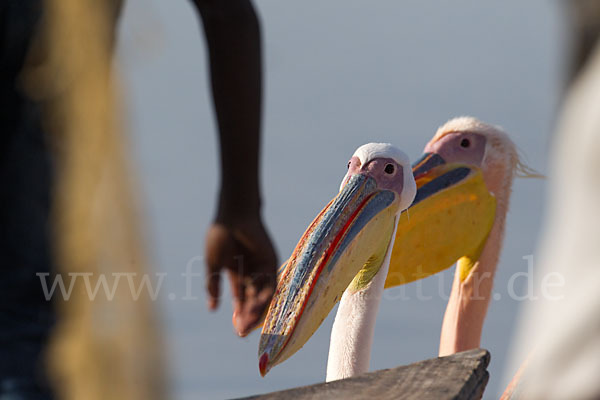 Rosapelikan (Pelecanus onocrotalus)