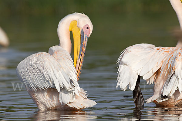 Rosapelikan (Pelecanus onocrotalus)