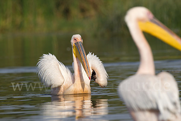 Rosapelikan (Pelecanus onocrotalus)