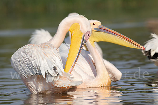 Rosapelikan (Pelecanus onocrotalus)