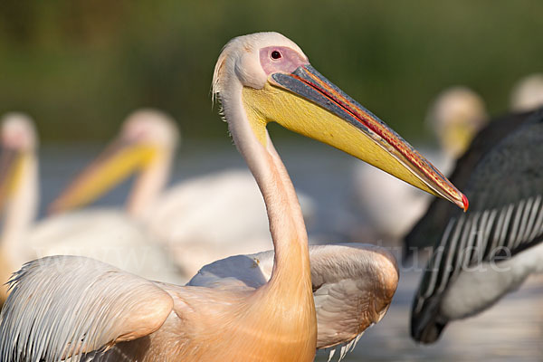 Rosapelikan (Pelecanus onocrotalus)