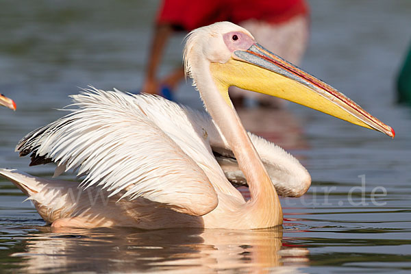 Rosapelikan (Pelecanus onocrotalus)