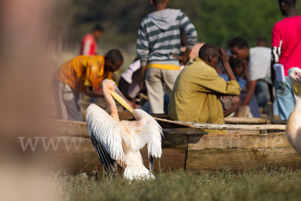 Rosapelikan (Pelecanus onocrotalus)