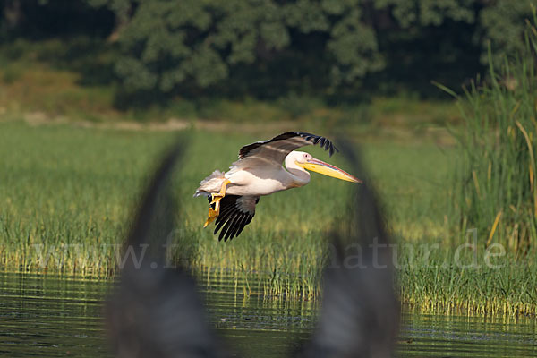 Rosapelikan (Pelecanus onocrotalus)