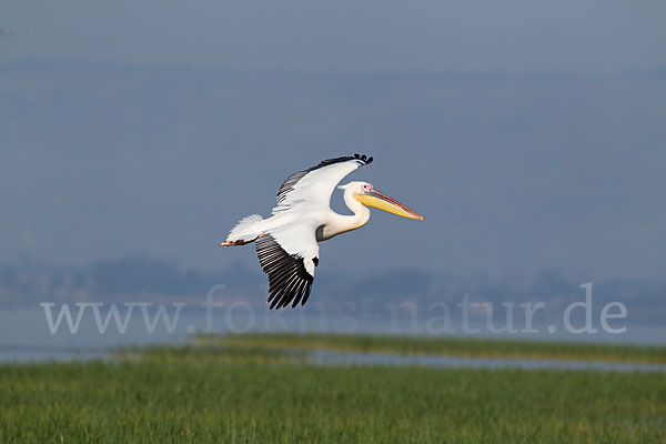 Rosapelikan (Pelecanus onocrotalus)