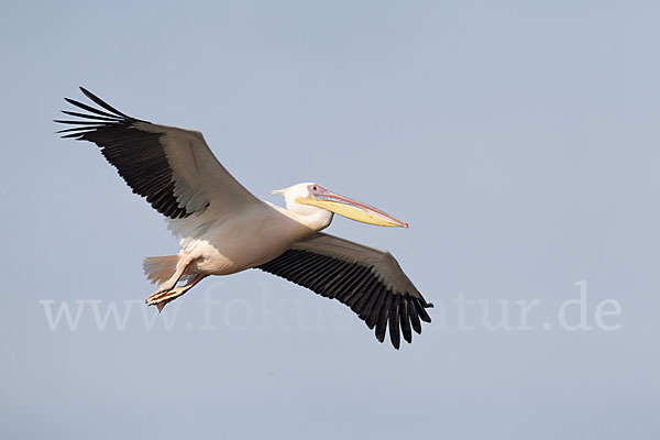 Rosapelikan (Pelecanus onocrotalus)