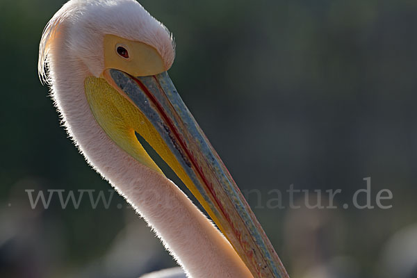 Rosapelikan (Pelecanus onocrotalus)