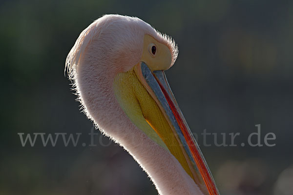 Rosapelikan (Pelecanus onocrotalus)