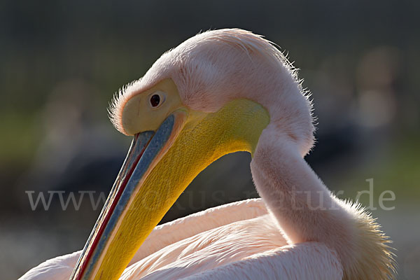 Rosapelikan (Pelecanus onocrotalus)