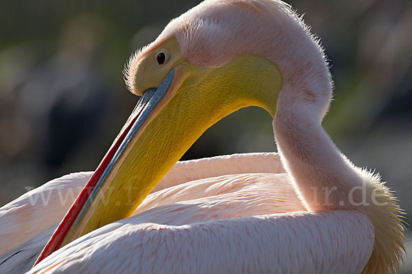 Rosapelikan (Pelecanus onocrotalus)