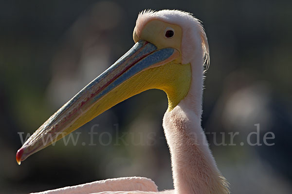 Rosapelikan (Pelecanus onocrotalus)