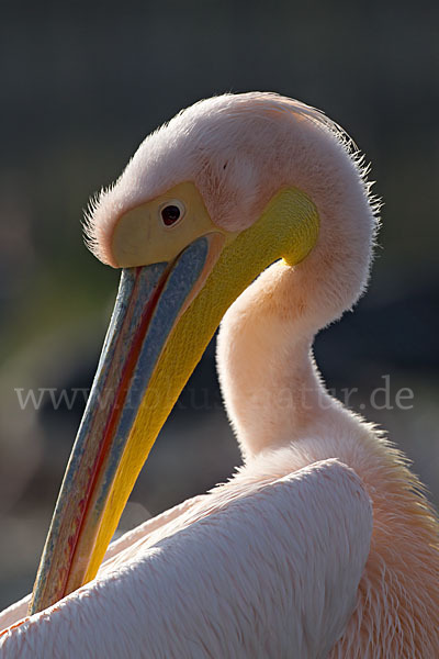 Rosapelikan (Pelecanus onocrotalus)