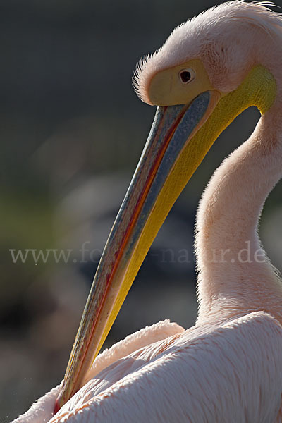 Rosapelikan (Pelecanus onocrotalus)