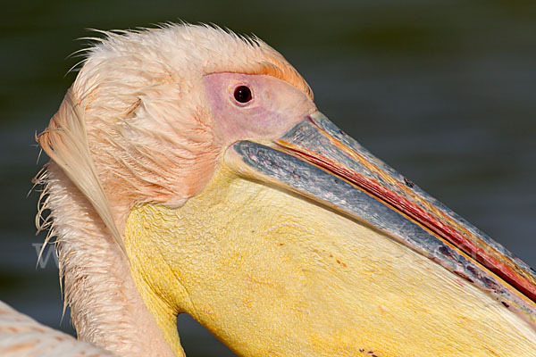 Rosapelikan (Pelecanus onocrotalus)