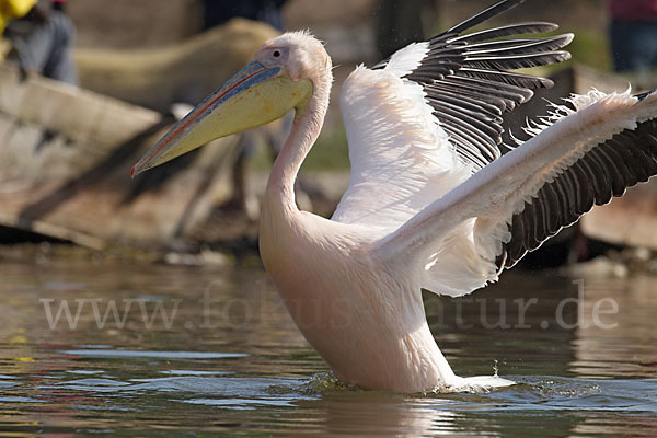 Rosapelikan (Pelecanus onocrotalus)