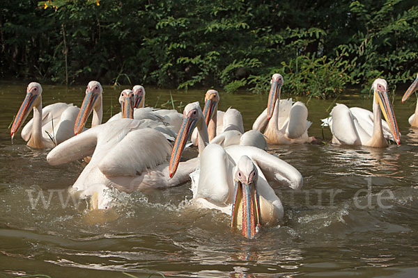 Rosapelikan (Pelecanus onocrotalus)