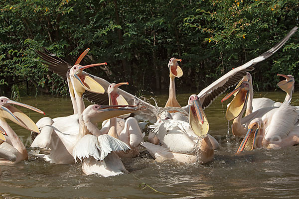 Rosapelikan (Pelecanus onocrotalus)