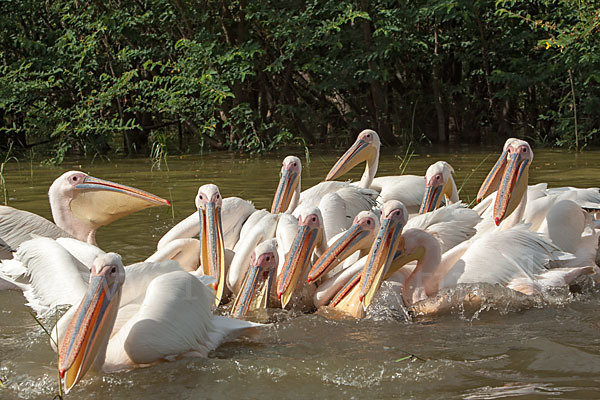 Rosapelikan (Pelecanus onocrotalus)