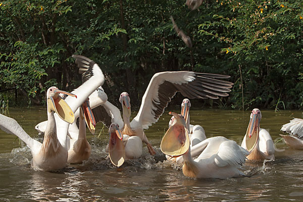 Rosapelikan (Pelecanus onocrotalus)