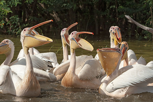 Rosapelikan (Pelecanus onocrotalus)