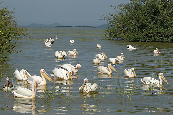 Rosapelikan (Pelecanus onocrotalus)