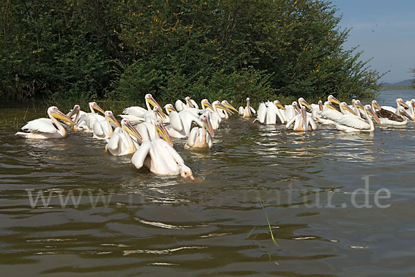 Rosapelikan (Pelecanus onocrotalus)