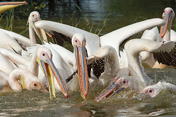 Rosapelikan (Pelecanus onocrotalus)