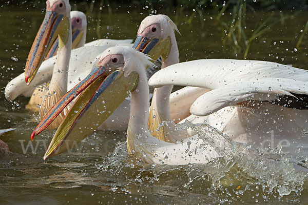 Rosapelikan (Pelecanus onocrotalus)