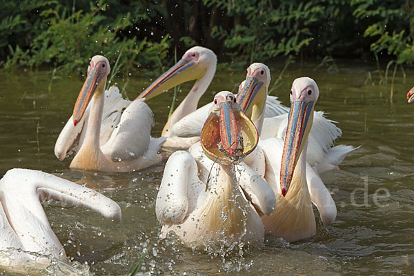 Rosapelikan (Pelecanus onocrotalus)