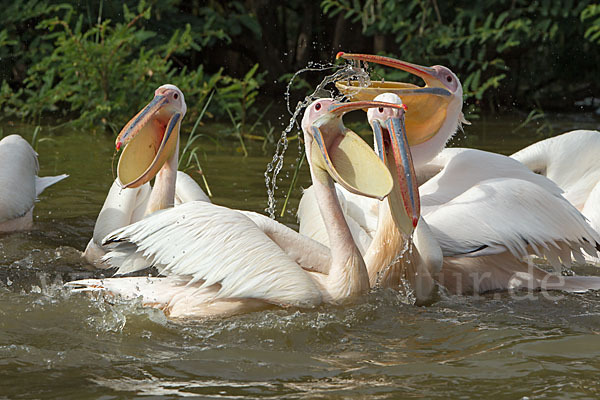 Rosapelikan (Pelecanus onocrotalus)