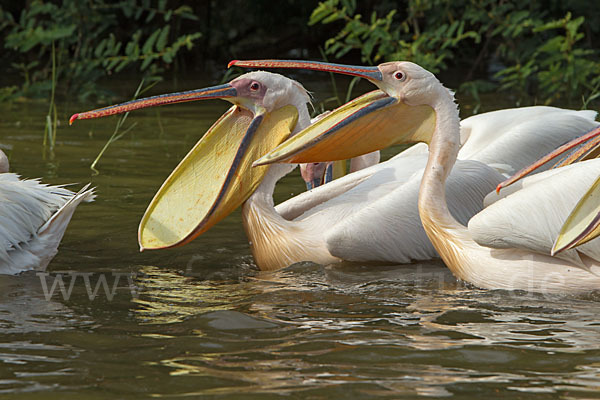 Rosapelikan (Pelecanus onocrotalus)