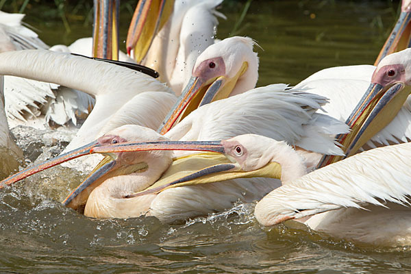 Rosapelikan (Pelecanus onocrotalus)