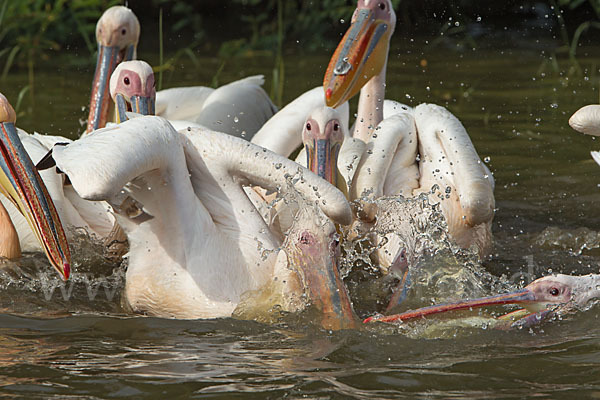 Rosapelikan (Pelecanus onocrotalus)