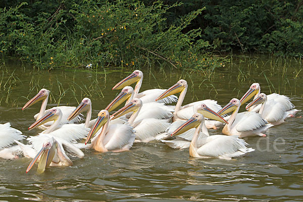 Rosapelikan (Pelecanus onocrotalus)