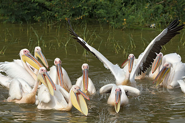 Rosapelikan (Pelecanus onocrotalus)