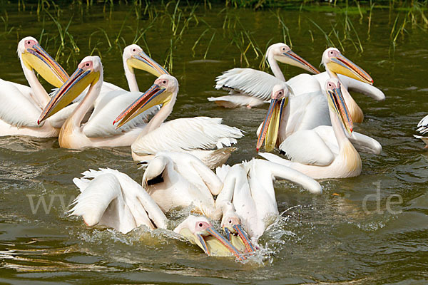 Rosapelikan (Pelecanus onocrotalus)