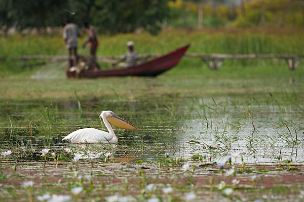 Rosapelikan (Pelecanus onocrotalus)