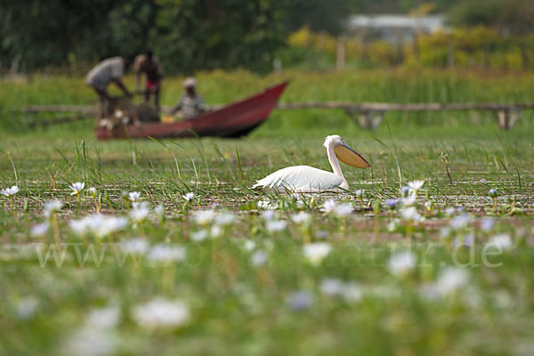 Rosapelikan (Pelecanus onocrotalus)