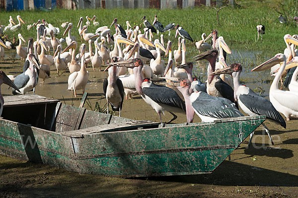 Rosapelikan (Pelecanus onocrotalus)