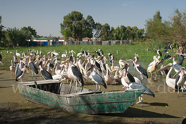 Rosapelikan (Pelecanus onocrotalus)